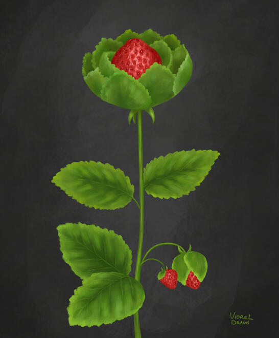 Strawberry